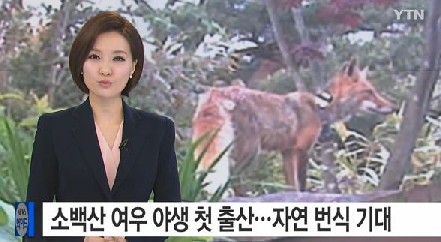 소백산 여우 출처:/방송 캡처