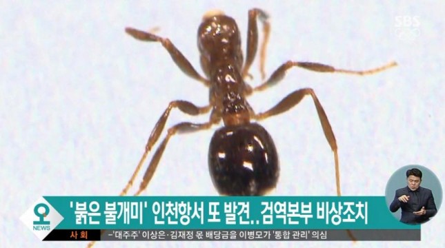 (사진=SBS 캡처)