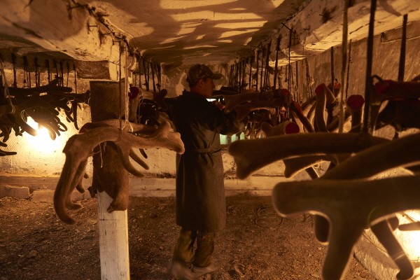 선물 주고받는 분의 품격 높여줄 '러시아산 녹용'