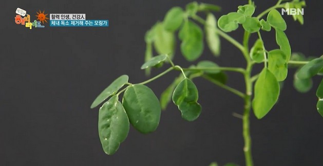 사진= MBN 방송 캡쳐