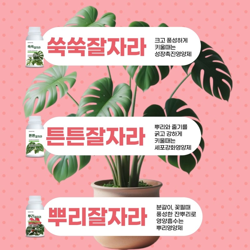 제공:제닉피앤에스